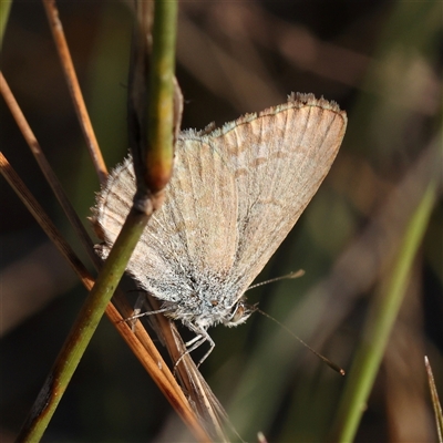Zizina otis (Common Grass-Blue) at Gundaroo, NSW - 21 Dec 2024 by ConBoekel