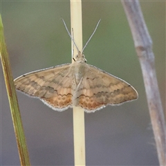 Unidentified Moth (Lepidoptera) at Gundaroo, NSW - 20 Dec 2024 by ConBoekel