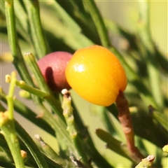 Unidentified Other Tree at Gundaroo, NSW - 20 Dec 2024 by ConBoekel