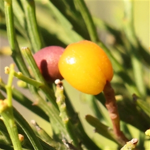 Exocarpos cupressiformis at Gundaroo, NSW - 21 Dec 2024