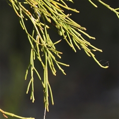 Exocarpos cupressiformis at Gundaroo, NSW - 21 Dec 2024 07:17 AM