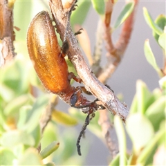 Ecnolagria grandis (Honeybrown beetle) at Gundaroo, NSW - 20 Dec 2024 by ConBoekel