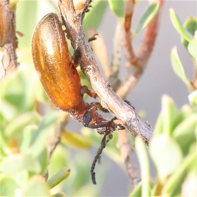 Ecnolagria grandis (Honeybrown beetle) at Gundaroo, NSW - 21 Dec 2024 by ConBoekel