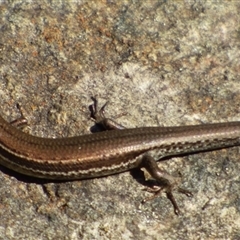 Pseudemoia entrecasteauxii at West Hobart, TAS - 6 Apr 2023 by VanessaC