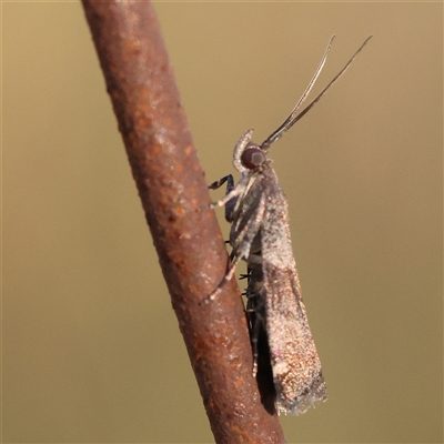 Lasiosticha opimella at Gundaroo, NSW - 20 Dec 2024 by ConBoekel