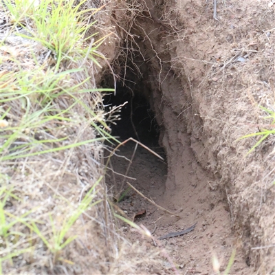 Oryctolagus cuniculus (European Rabbit) at Gundaroo, NSW - 20 Dec 2024 by ConBoekel