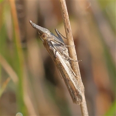 Etiella behrii (Lucerne Seed Web Moth) at Gundaroo, NSW - 21 Dec 2024 by ConBoekel