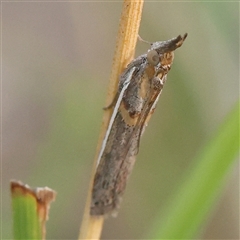 Etiella behrii at Gundaroo, NSW - 21 Dec 2024 07:27 AM