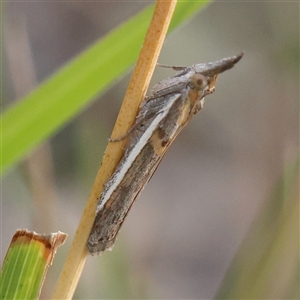 Etiella behrii at Gundaroo, NSW - 21 Dec 2024 07:27 AM