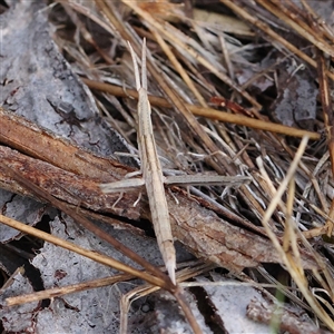 Acrida conica at Gundaroo, NSW - 21 Dec 2024