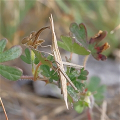 Acrida conica at Gundaroo, NSW - 21 Dec 2024