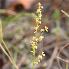 Rumex acetosella (Sheep Sorrel) at Gundaroo, NSW - 21 Dec 2024 by ConBoekel
