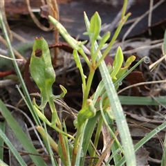 Rumex acetosella at Gundaroo, NSW - 21 Dec 2024