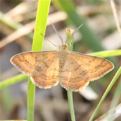 Scopula rubraria (Reddish Wave, Plantain Moth) at Gundaroo, NSW - 21 Dec 2024 by ConBoekel