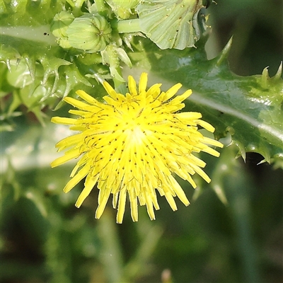 Sonchus asper (Prickly Sowthistle) at Gundaroo, NSW - 21 Dec 2024 by ConBoekel