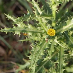 Sonchus asper at Gundaroo, NSW - 21 Dec 2024 07:32 AM