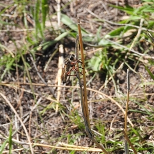 Asilinae sp. (subfamily) at Conder, ACT - 21 Dec 2024