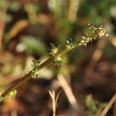 Unidentified Other Wildflower or Herb at Gundaroo, NSW - 20 Dec 2024 by ConBoekel