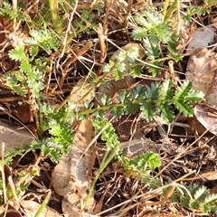 Acaena (genus) at Gundaroo, NSW - 21 Dec 2024 07:32 AM