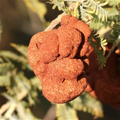 Uromycladium (genus) (A gall forming rust fungus) at Gundaroo, NSW - 21 Dec 2024 by ConBoekel