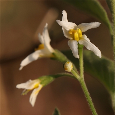 Unidentified Other Wildflower or Herb at Gundaroo, NSW - 20 Dec 2024 by ConBoekel