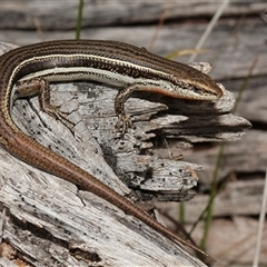 Unidentified Skink at Mount Stuart, TAS - 28 Dec 2018 by VanessaC