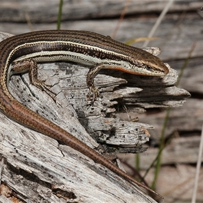 Unverified Skink at Mount Stuart, TAS - 28 Dec 2018 by VanessaC