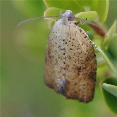 Meritastis laganodes (A Tortrix moth) at Gundaroo, NSW - 21 Dec 2024 by ConBoekel