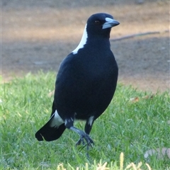 Gymnorhina tibicen at Rosny Park, TAS - 18 Apr 2023 by VanessaC