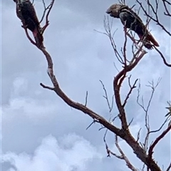 Calyptorhynchus lathami lathami at Mittagong, NSW - 8 Nov 2021 by GITM3