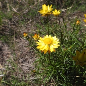 Xerochrysum viscosum at Conder, ACT - 21 Dec 2024 10:31 AM