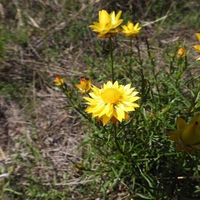 Xerochrysum viscosum (Sticky Everlasting) at Conder, ACT - 21 Dec 2024 by DavidDedenczuk