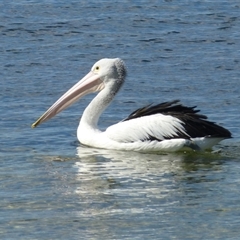 Pelecanus conspicillatus (Australian Pelican) at St Helens, TAS - 8 Mar 2015 by VanessaC