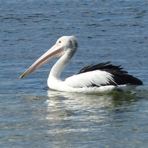 Pelecanus conspicillatus at St Helens, TAS - 8 Mar 2015 05:26 PM