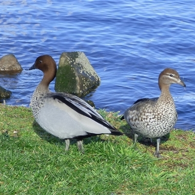 Chenonetta jubata (Australian Wood Duck) at Montagu Bay, TAS - 15 Jul 2023 by VanessaC