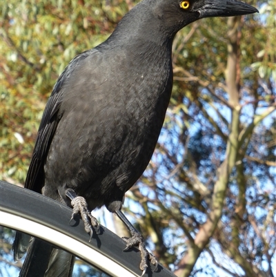 Strepera fuliginosa at Mount Field, TAS - 12 Jun 2015 by VanessaC