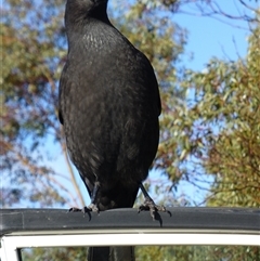 Strepera fuliginosa at Mount Field, TAS - 12 Jun 2015 03:30 PM