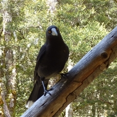 Strepera fuliginosa (Black Currawong) at Cradle Mountain, TAS - 18 Nov 2020 by VanessaC