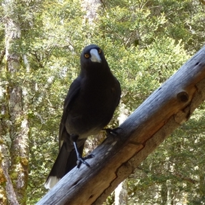 Strepera fuliginosa at Cradle Mountain, TAS - 18 Nov 2020