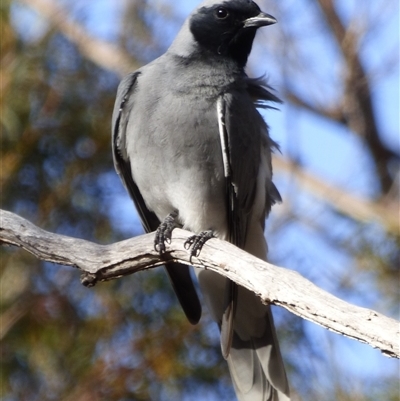 Coracina novaehollandiae (Black-faced Cuckooshrike) at West Hobart, TAS - 23 Sep 2023 by VanessaC