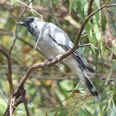 Coracina novaehollandiae (Black-faced Cuckooshrike) at Huntingfield, TAS - 15 Feb 2023 by VanessaC