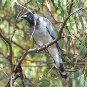 Coracina novaehollandiae at Huntingfield, TAS - 15 Feb 2023