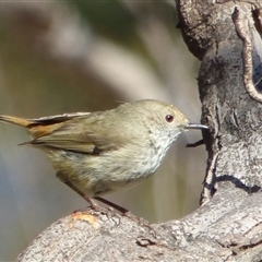 Acanthiza pusilla (Brown Thornbill) at Mount Stuart, TAS - 19 Oct 2023 by VanessaC