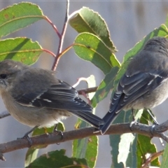 Melanodryas vittata (Dusky Robin) at West Hobart, TAS - 1 Apr 2023 by VanessaC