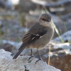 Melanodryas vittata at West Hobart, TAS - 1 Apr 2023 10:02 AM