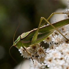 Unidentified Katydid (Tettigoniidae) at Bungonia, NSW - 20 Dec 2024 by KorinneM