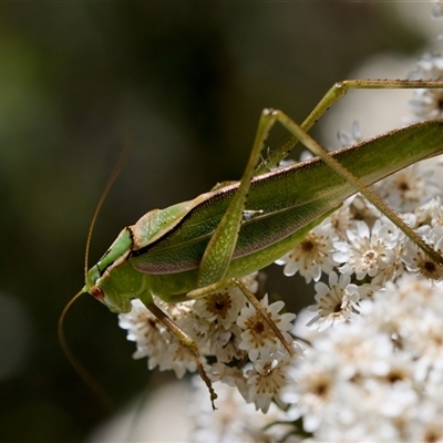 Unidentified Katydid (Tettigoniidae) at Bungonia, NSW - 20 Dec 2024 by KorinneM