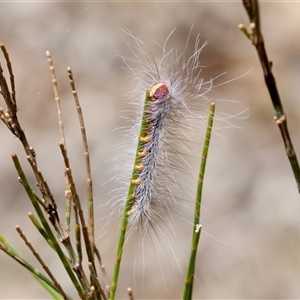 Anthela (genus) immature at Bungonia, NSW - 20 Dec 2024