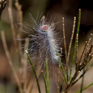 Anthela (genus) immature at Bungonia, NSW - 20 Dec 2024