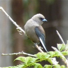 Artamus cyanopterus (Dusky Woodswallow) at Lorinna, TAS - 2 Dec 2022 by VanessaC